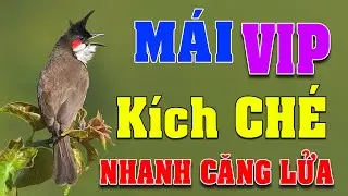 chao mao mai C&Aacute;CH K&Iacute;CH LỬA CH&Agrave;O M&Agrave;O SỔ BỌNG H&Oacute;T CH&Eacute; #ch&agrave;om&agrave;oh&oacute;t#Shorts