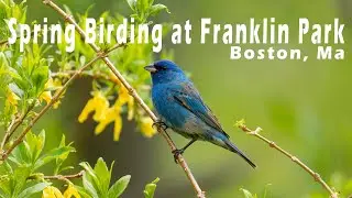 Spring birding at Franklin Park. May 2nd, 2025.