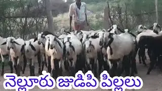 NELLORE JUDIPI SHEEP KIDS 9505080740