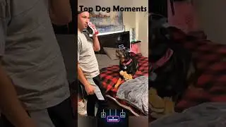 Top Dog Moments Compilation 🐶 | Try Not to Laugh!#shorts #viral #trending