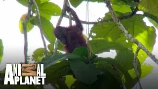 Boogey Boy the orangutan gets serious stage fright!