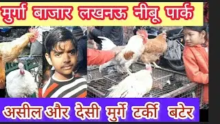 Murga Bazar nakhas | Lucknow pet Market | Nibu park bird market |murga kabuter fancy  #poultryfarm 