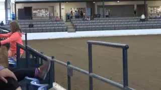 Rocky Mountain Man - Stallion Showcase at the 2014 RMHA Internationals