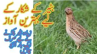 Quail Birds Sound For Hunting | Quail Mp3 voice | Batair Ki awaz | 1 Hour Quail sound For Hunting