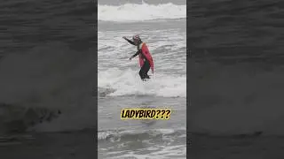 Ladybirds can surf...