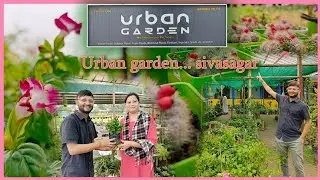 Plant Nursery Tour । Urban Garden Sivasagar ।। winter season flowering plants collection।।