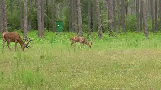 Texas Axis Deer Hunt