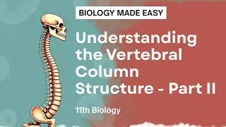 Vertebral Column Part 2 