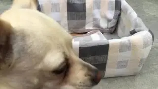 Easy Inexpensive Pet Bed (No Sew)
