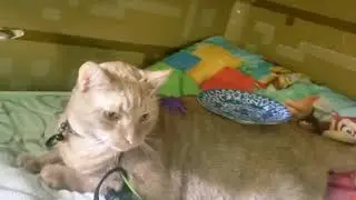 Putting Stuff On My Cat!