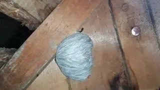 Young Queens Dolichovespula adulterina in the nest Dolichovespula saxonica (24.07.2021)