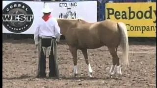 Jerry Wayne Olson, His Golden Palomino 
