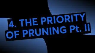 4. THE PRIORITY OF PRUNING Pt. II