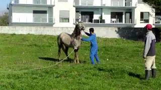 Schimmelhengst Lusitano Veiga 1 FILE0282