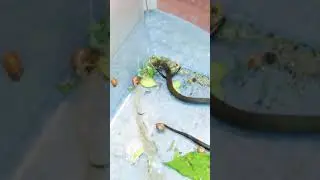 Snake eating another snake