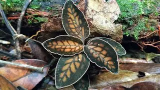 Hunting for forest ornamental plants, hunting for forest ornamental plants, Indonesia, Sumatra