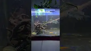 Feeding My Crayfish Tank‼️ #fish #plantedtank #crayfish #relaxing #feedshorts