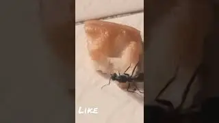Ant is eating biscuits🐜