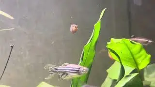 How to maintain planted fish tank no water changes 100% Natral ecosystem 