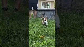 Short-legged police dog.#foryou #shorts #love