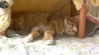 元輝配信