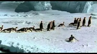 Penguins HD