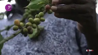 Uganda promoting drought-resistant coffee variety