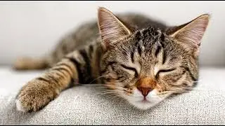 Playlist(cat purring) - Adorable Orange Cat's Curious Moments 🐾💧