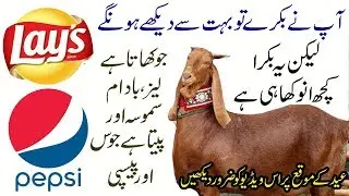 SaraiAlamgir | Lays Badam Or Pepsi Pine Wala Bakra | Eid Ul Adha 2019