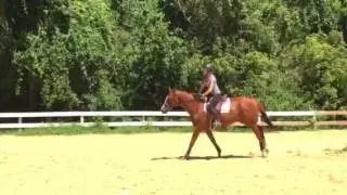 Star Academy- canter line