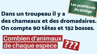 LES PROBLÈMES DU COLLÈGE #4 : Les chameaux 🐪 🐫