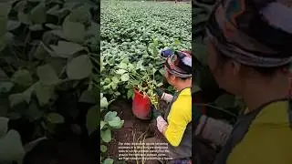 Harvesting soybeans: people using hand tools to cut soybeans in a field