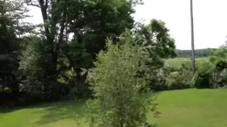Beeeeees