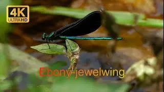 Ebony jewelwing damselfly