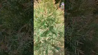 Melaleuca linariifolia #teatree