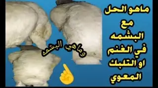 البشمه في الغنم او الاغنام وعلاجها وماهي البشمة او التخمه و التلبك المعوي وماهي أسبابها والتعامل معه
