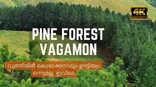 Pine Forest Vagamon | Clean forest | One day trip | tourists places  | 4k
