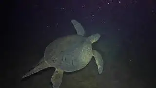 Saba - Scuba Diving the Dutch Caribbean at Night