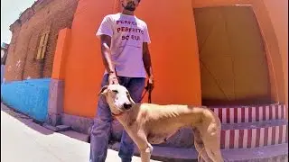 Video #2 (b): Breed Focus: Chippiparai/Kanni Hound by Siva Siddhu: The Chippiparai and Its People