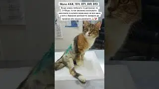 #рекомендации #україна #helpanimal #help #doglife #cat #helping #dogs #pets #животные #семья
