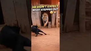 Dog challenges tiger cub then runs away 😳🐕🐯