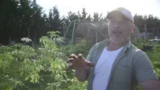 Tips For Pot Bound Plants