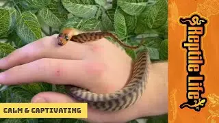 Gorgeous Woma Python | Reptile Life Hoppers Crossing