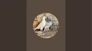 The Most Notorious Pigeon Kingpin