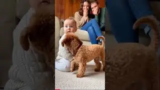 The baby freezes when he sees the dog for the first time  #cute #dog #baby #funny #toypoodle #shorts