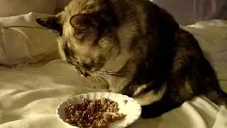 Sprout: Feline Progressive PolyArthritis (Rare)