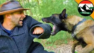 COYOTE VS H&Aacute;ROM HARCI KUTYA | Brave Wilderness Magyar | Ismeretterjesztő vide&oacute;k a vadonr&oacute;l