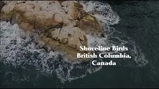 Canada West Coast nature : 4K drone over Surf Scooters, birds. (British Columbia, Vancouver)