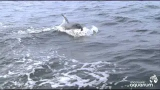 Killer Whale Research