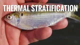 Where to Catch Hybrids When it's Hot!